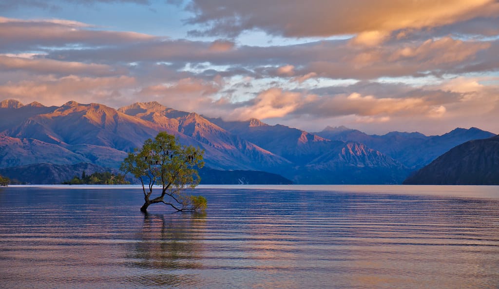 Lago Wanaka albero