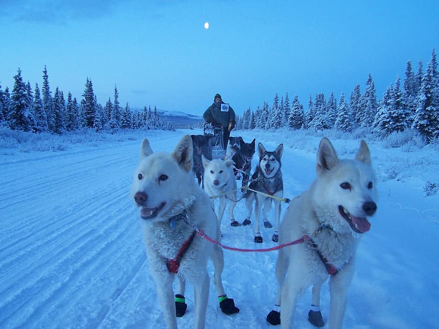 slitta trainata da cani di notte