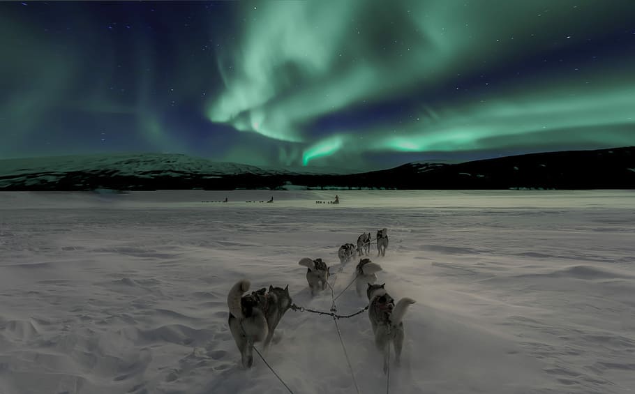 slitta trainata da cani aurora boreale