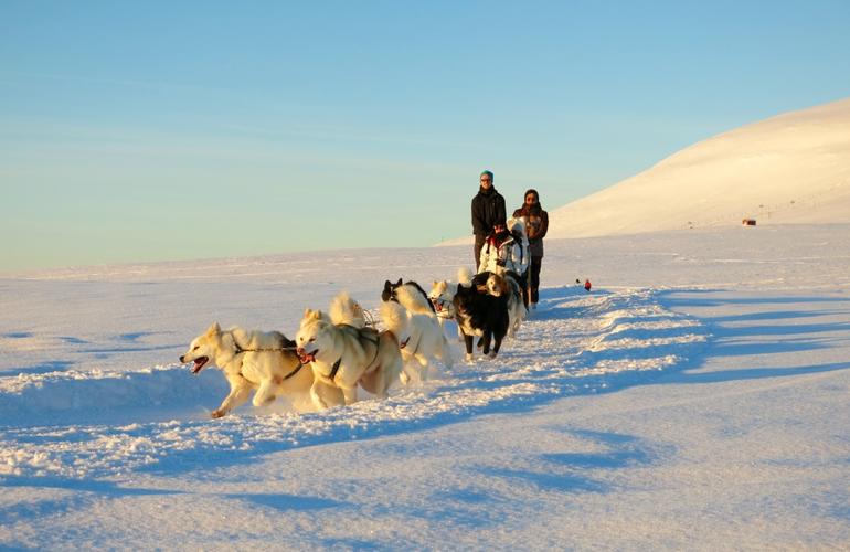 Slitta per cani Islanda